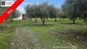 Tympaki Olivenhain 5.500 m² in Tympaki, Kreta zu verkaufen Grundstück kaufen